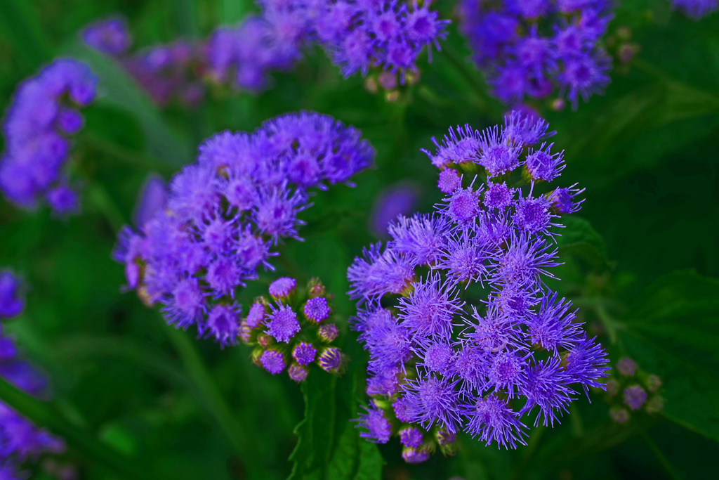 カッコウアザミ   P1250368zz