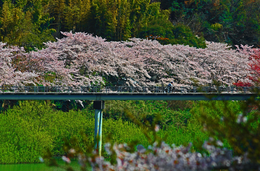 サイクリングで花見　IMGP5178z