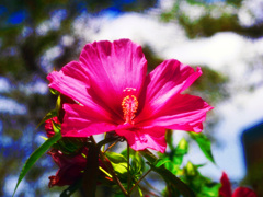 夏の始まり　P1350427zz