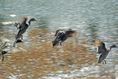 Water landing　IMGP7875z