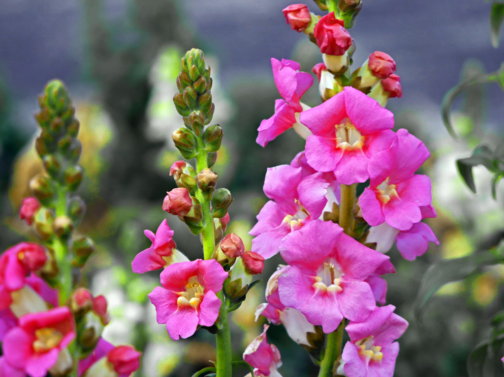 春遠からじ　P1080220zz