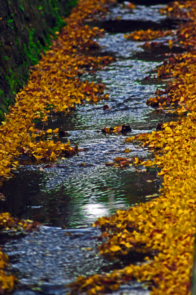 黄色い落葉　IMGP0227zz