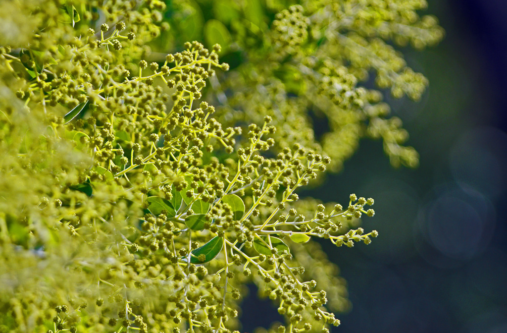 冬の黄花 アカシア　IMG0332zz