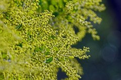 冬の黄花 アカシア　IMG0332zz