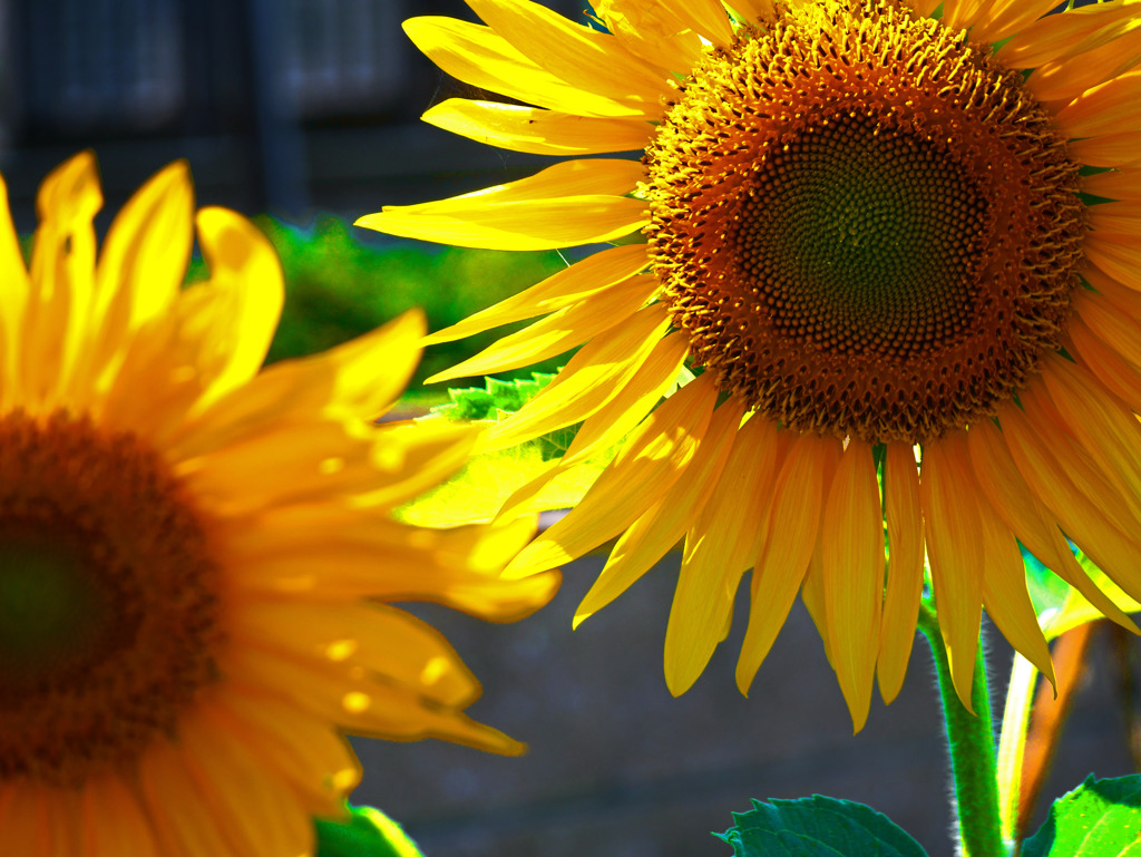 夏の陽射し　P1360331zz