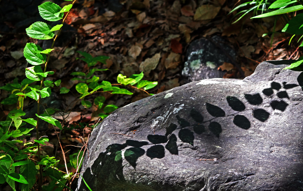 秋の日差し　P1440465zz