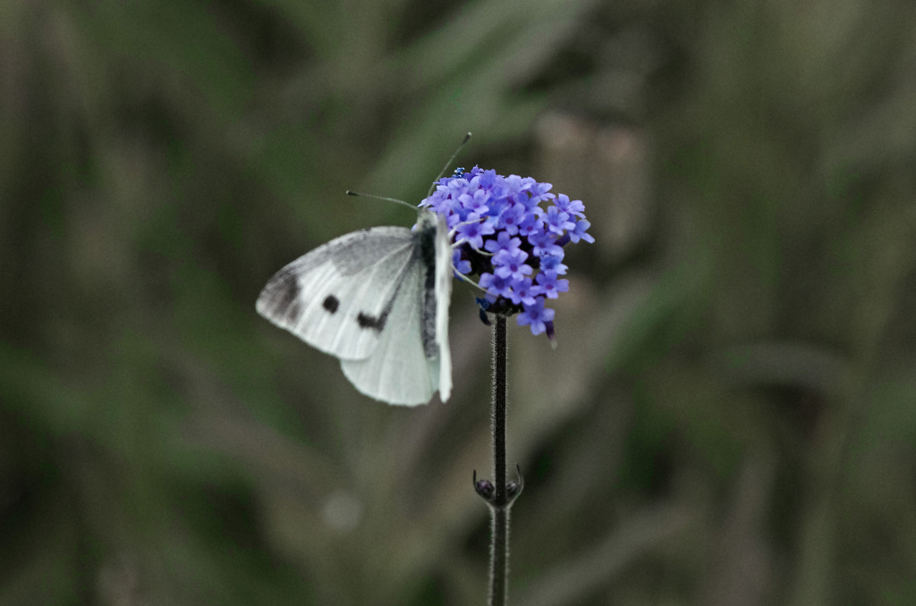花と蝶　IMG8350zz