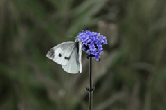 花と蝶　IMG8350zz