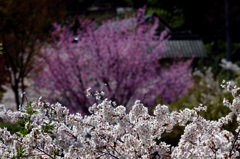 桜とさくら　IMGP5541zz