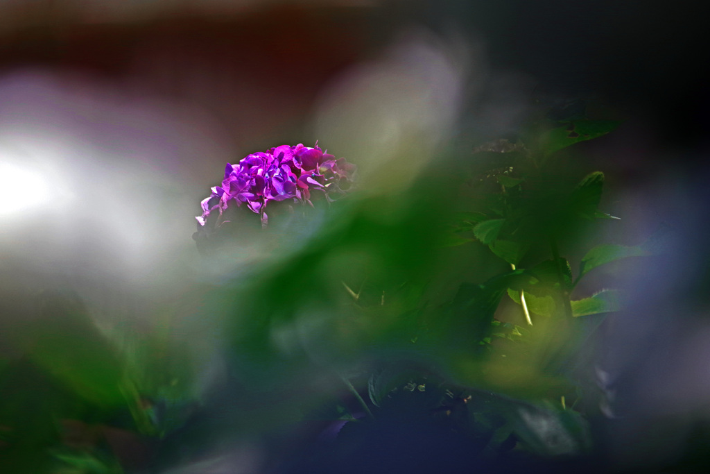 垣間見る花　IMGP2744zz