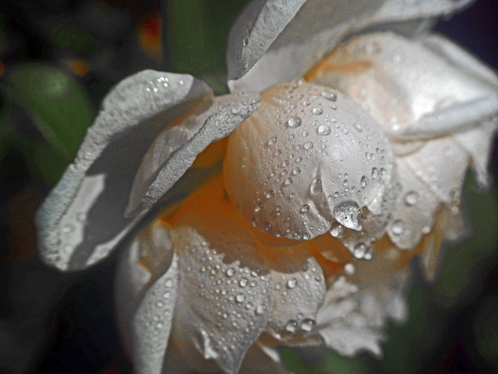 雨にも負けず　P1480562z