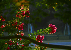 朝陽 夏の花　P1630049zz