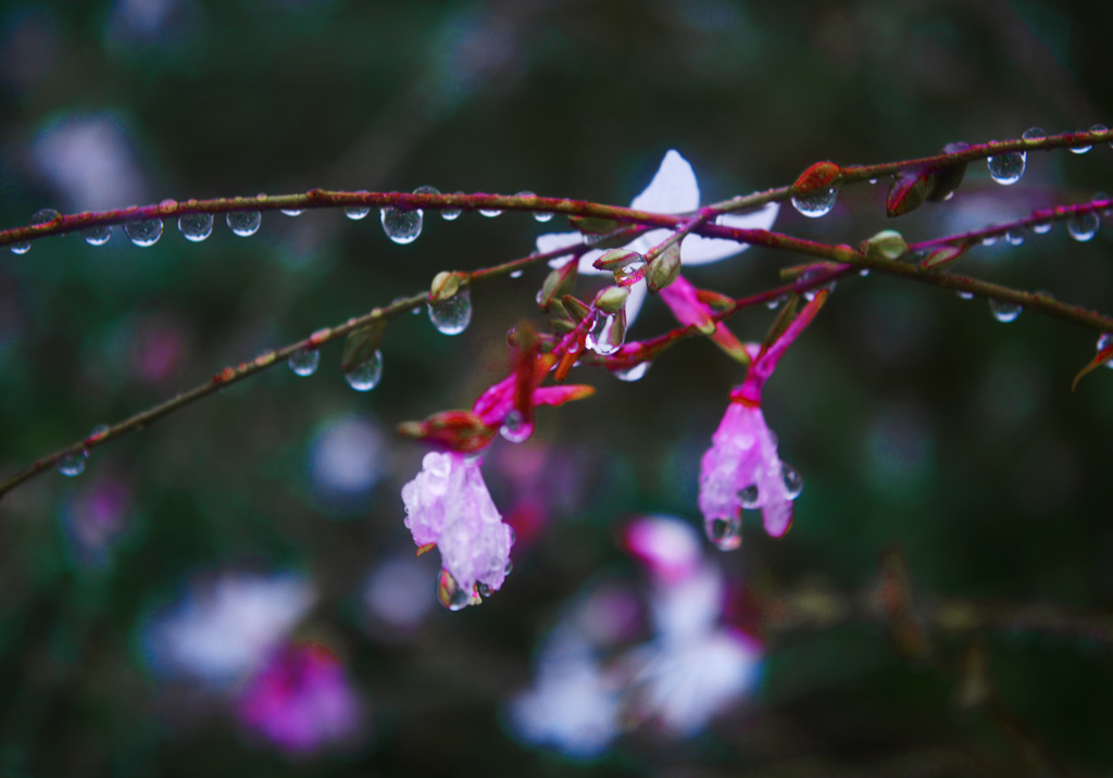 連なる水玉　P1680072zz