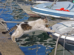 船に飛び乗る猫　P1200003zz
