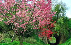 桜と花桃と小さなトンネル　IMGP0266zz