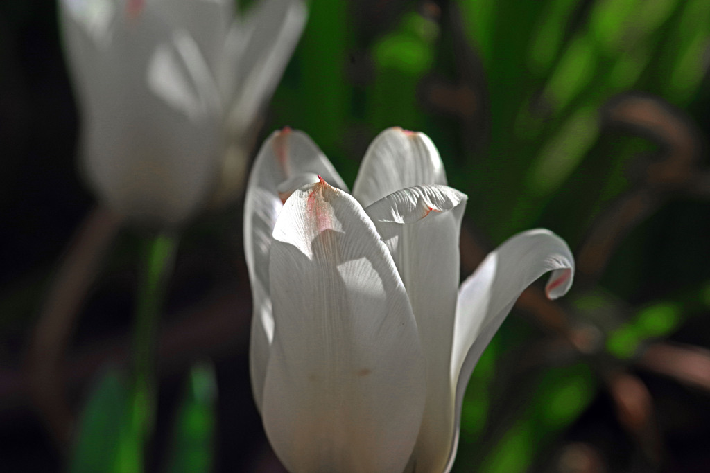 White tulips　IMGP3175zz