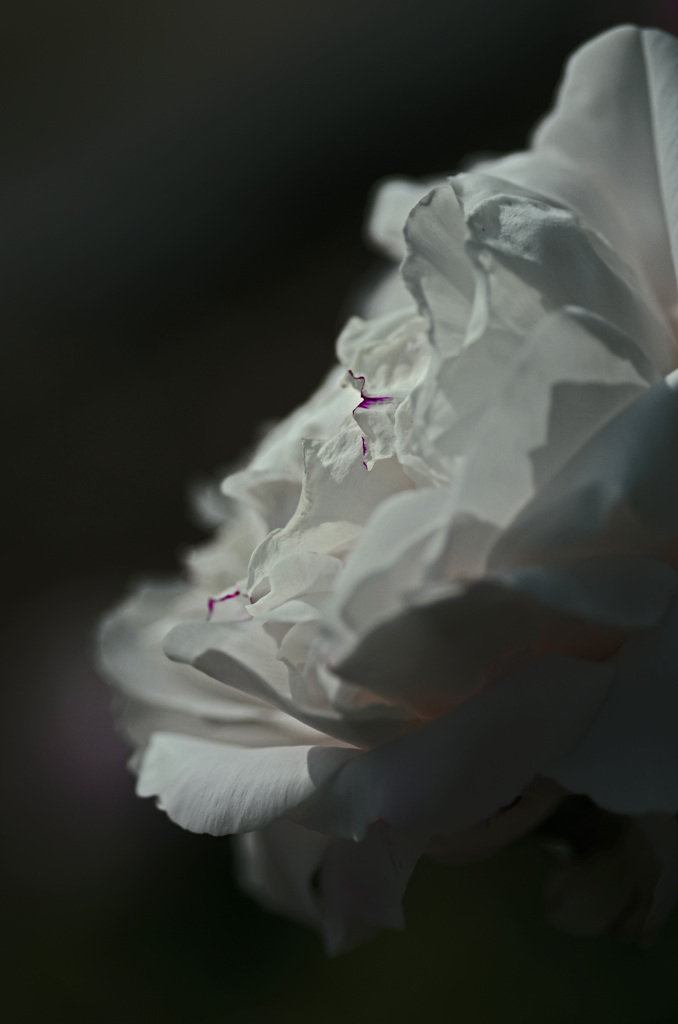 紅を差す　IMG8571zz