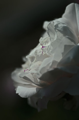 紅を差す　IMG8571zz