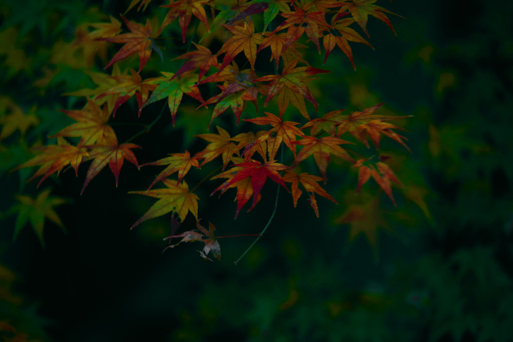 控えめな秋模様Ⅱ　IMGP9939zz