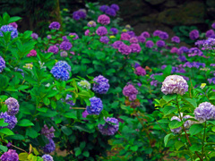 紫陽花は梅雨が似合う　P1550697zz