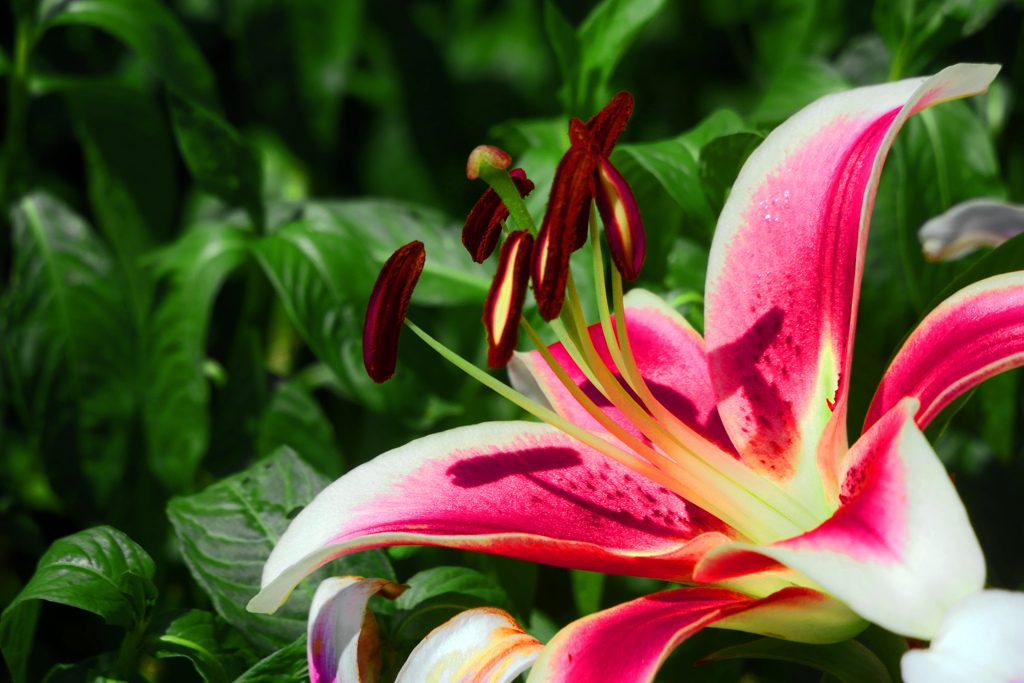 紅いカサブランカ　P1420709zz