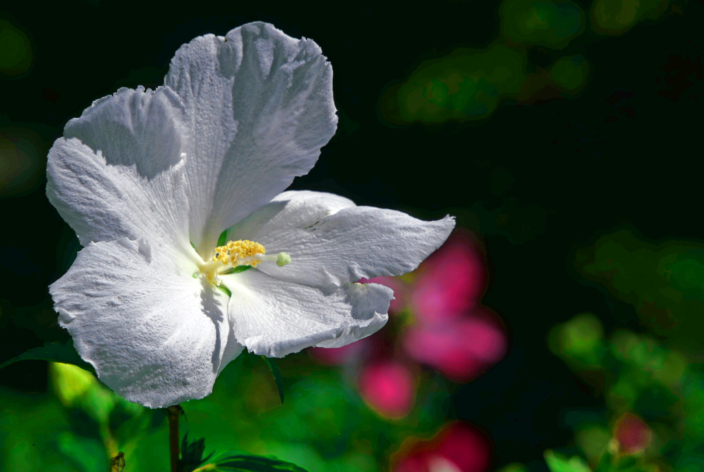 大きな大きな白い花 　P1210029zz