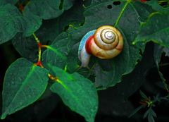 でんでんむし　P1630930zz