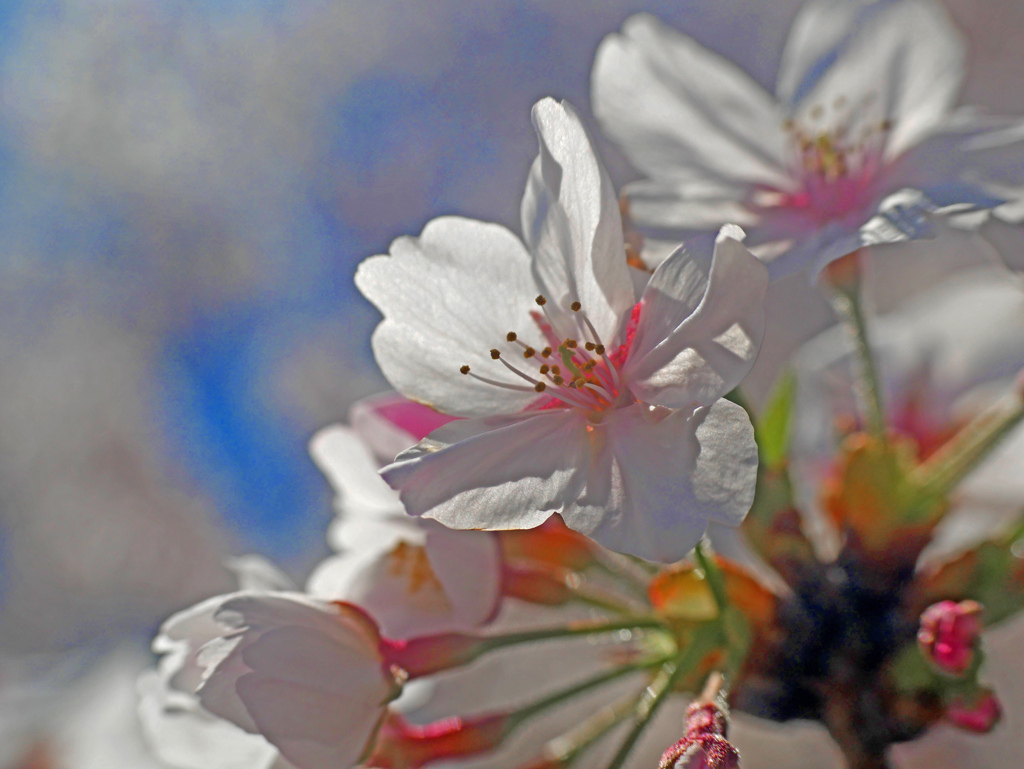 だまだ見ごろ近所の桜　P1160904zzま