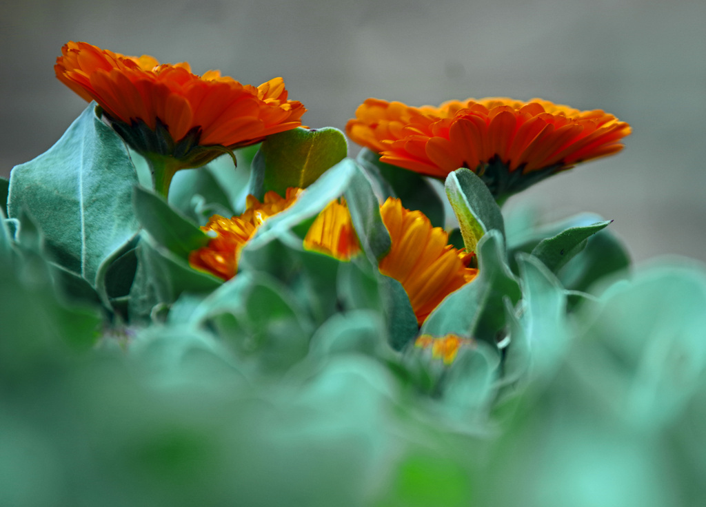 金盞花　IMGP3409zz