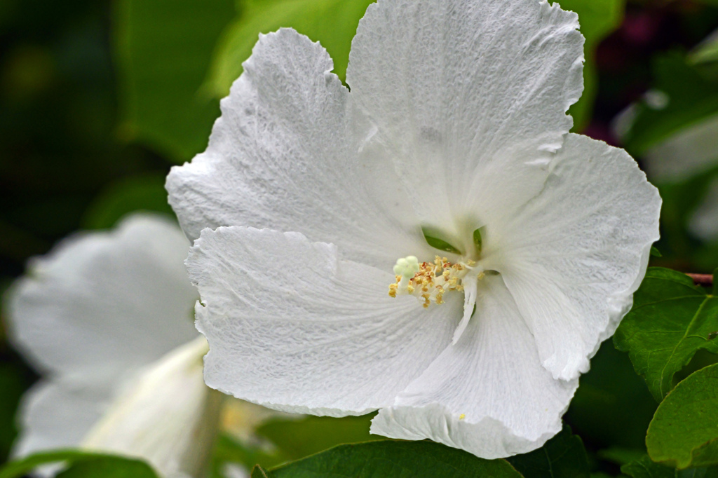 白い木槿　P1010365zz