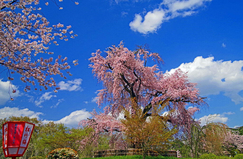 古都の桜 円山公園　IMGP9650zz