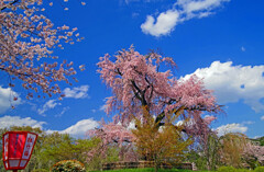 古都の桜 円山公園　IMGP9650zz