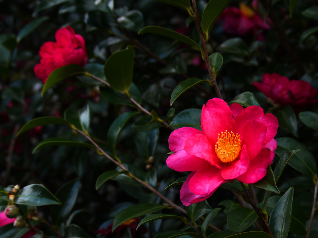 山茶花咲く　P1180270zz