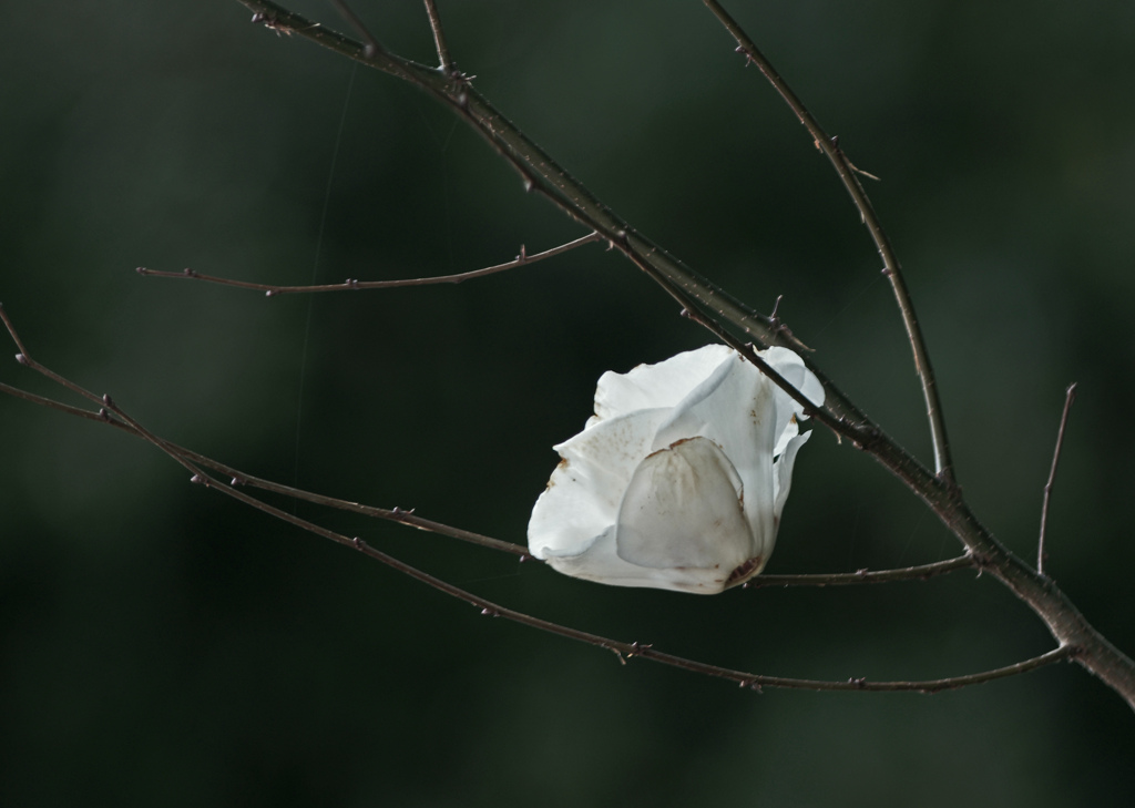 もう一度 輝きたい　IMG0174zz