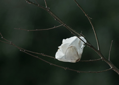 もう一度 輝きたい　IMG0174zz