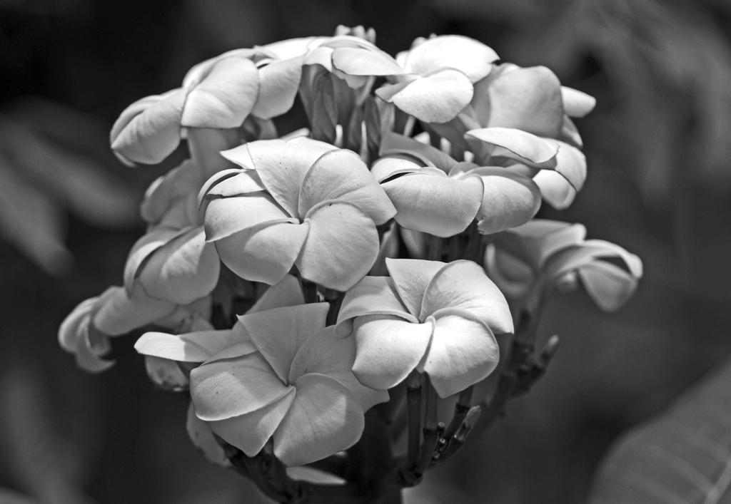 ハナキリンの花　IMG9018zz