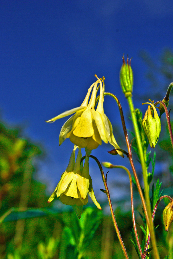 キバナノヤマオダマキ　IMGP4758zz
