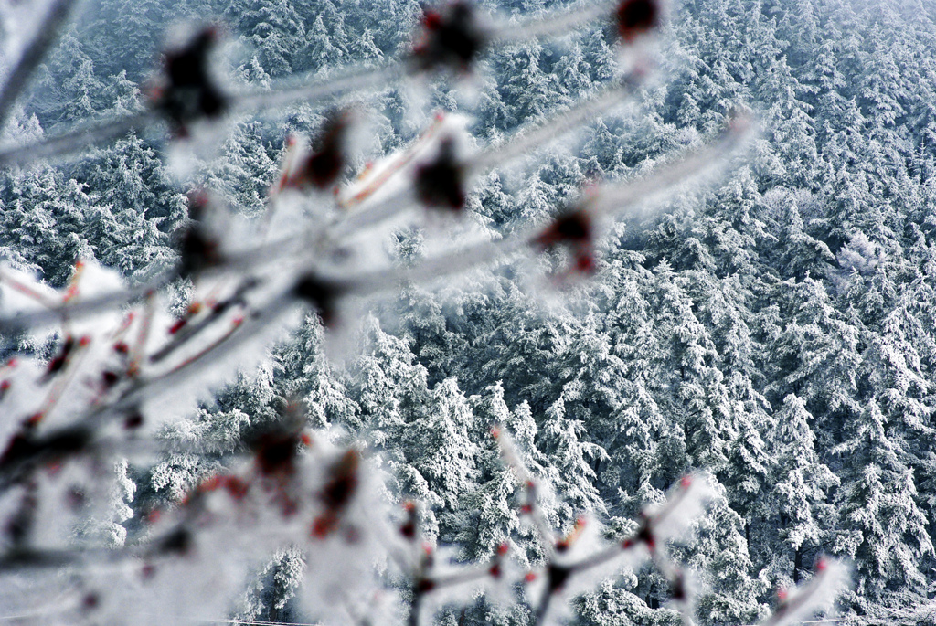 樹氷の森　IMGP0330zz