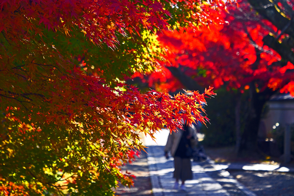 赤いプロムナード　P1059190zz