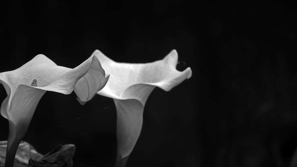 モノクローム カラーP1180200zz