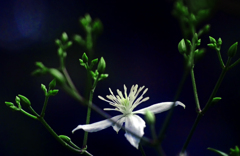 センニンソウ　P1220529zz