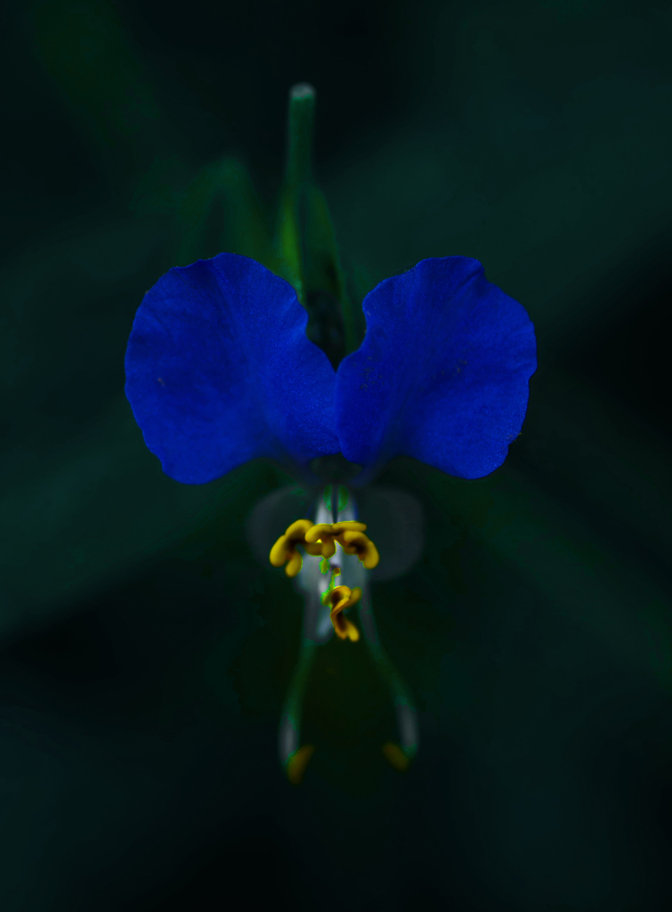 「ひとときの幸せ」　P1710124zz