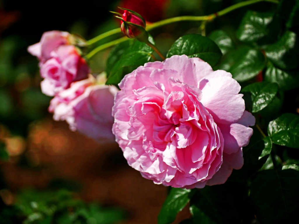 Pink rose　P1230129zz