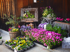 小さな小さなお花屋さん　P1120385zz