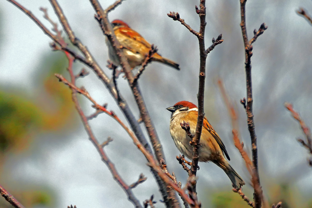 冬のスズメ　P1310913zz