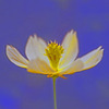 淡々しく、美しく　IMGP8482zz