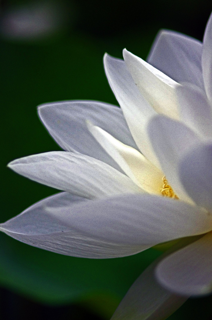 White flower　IGP7149zz