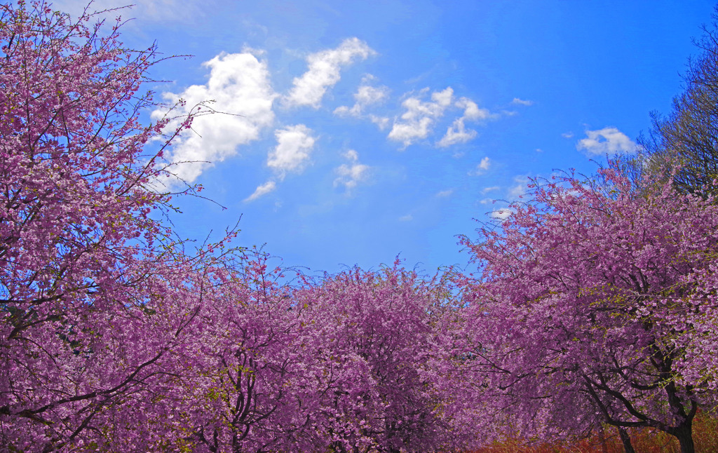 桜の精に抱かれ　IMGP0018zz