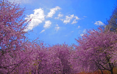桜の精に抱かれ　IMGP0018zz
