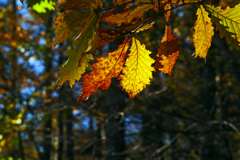 秋模様　P1450422zz